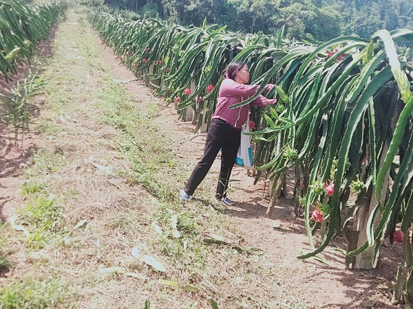 Kiên Giang Mô hình trồng thanh long ruột đỏ tại huyện đảo Phú Quốc cho thu  nhập cao